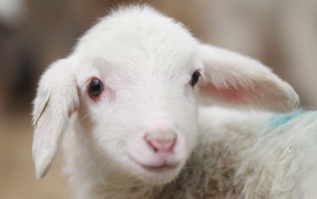 Молодая овечка