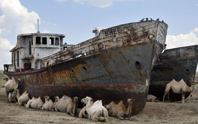 Верблюды на отдыхе