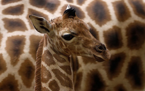 Cub of a giraffe