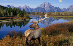 Олень у реки