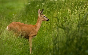 Олень в траве