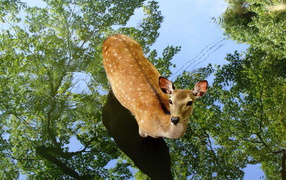 Олень в воде