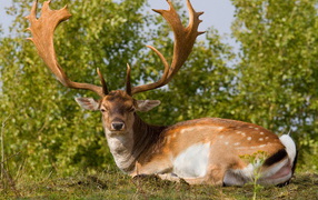 Олень с большими рогами