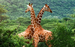 Giraffes in Love