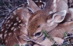 Маленький олененок