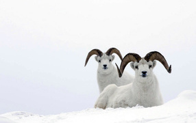 Горные бараны на снегу