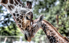 Мамина любовь