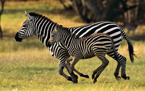 Бегущие зебры