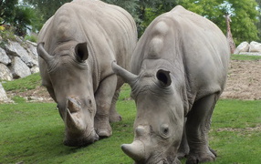 Два носорога