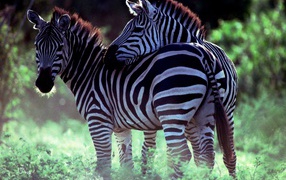 Две зебры