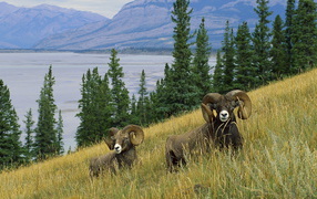 Горные бараны