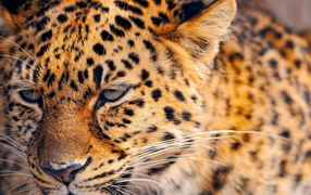 Сердитый леопард