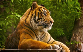 красивый Тигр