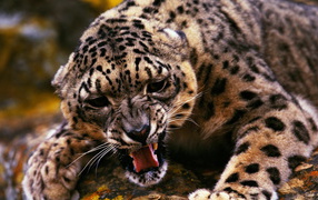 Cheetah baring his teeth