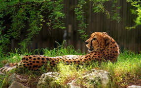 Cheetah in the Grass