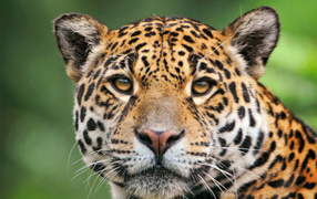 Cool jaguar