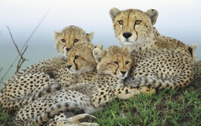 Гепард и малыши