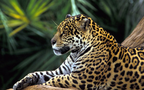 Ягуар на ветке