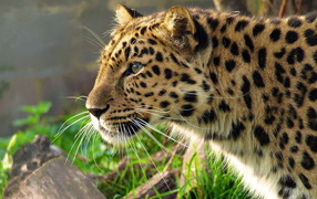 Леопард уссурийский