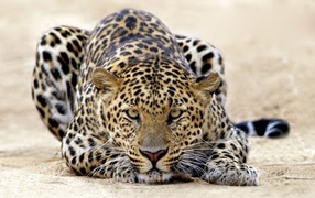 Леопард атакует