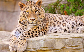 Leopard on a rock