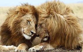 Львица и лев