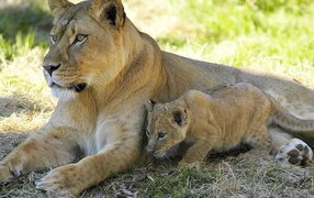 Lioness and the baby