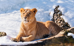 Львица на снегу