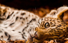 Little leopard