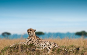 Lying cheetah