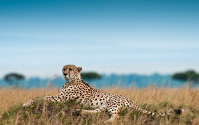 Лежащий гепард