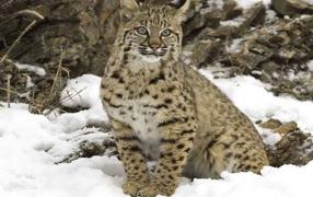 Рысь на снегу