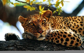 Nice leopard