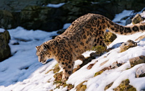 Хищная кошка