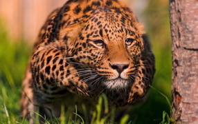 Крадущийся леопард