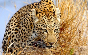 Prowling leopard