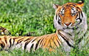 Отдыхающий тигр