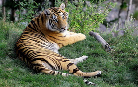 Отдыхающий тигр