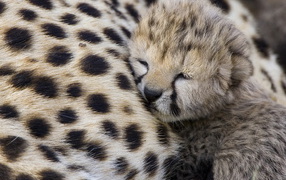 Спящий гепардик