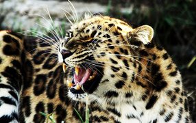 Рычащий леопард