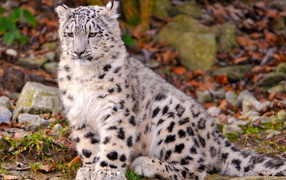 Котенок снежного барса