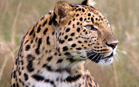 Thoughtful leopard