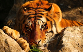 Tiger among the rocks