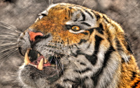 Tiger baring his teeth