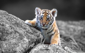 Tiger cub on stones
