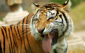 Tiger grin