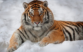 Tiger in the Snow