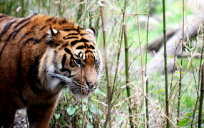 Тигр в тропиках