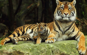 Тигрица с тигренком