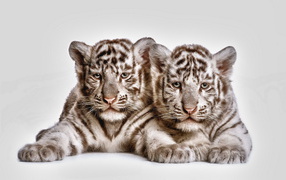 Two tiger cub